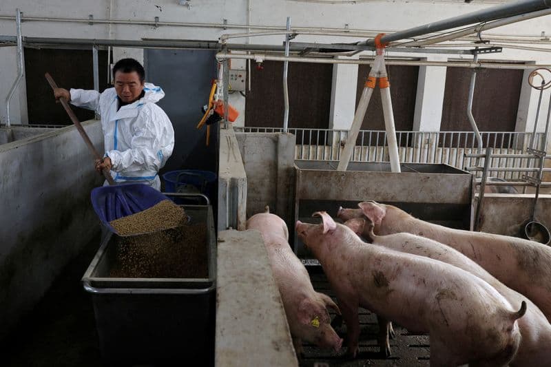 Chinese pigs fed new menu as Beijing weans farmers off US soy