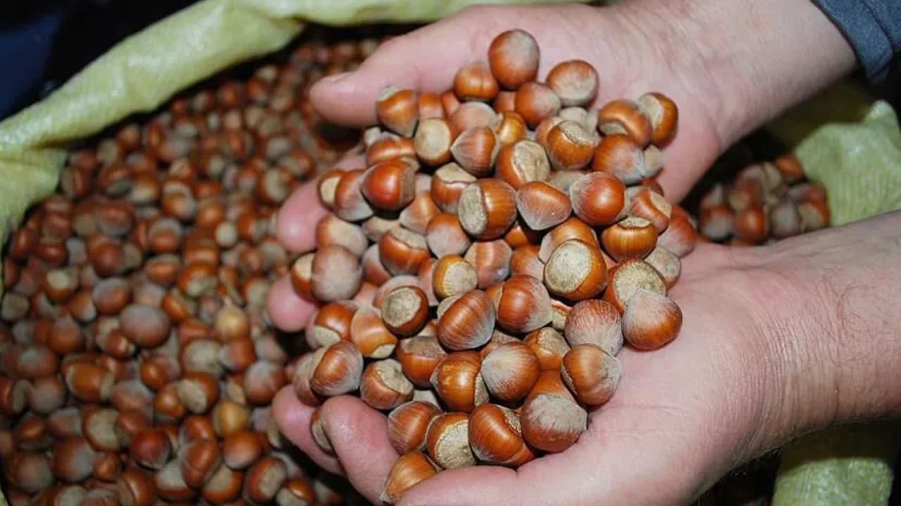 Bakanlıktan fındık piyasasına sıkı denetim: İki ildeki borsalar mercek altında