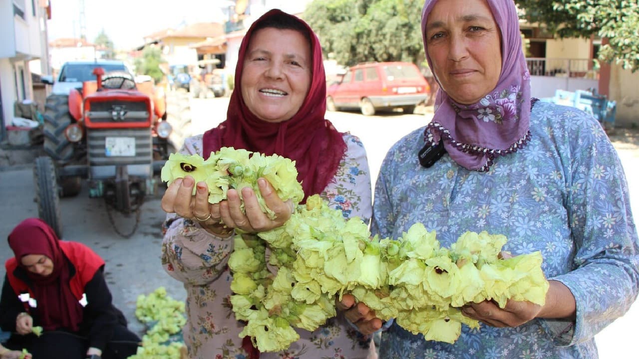 Amasya’nın sarı altını yok satıyor: Kilosu 1.400 liraya ulaştı