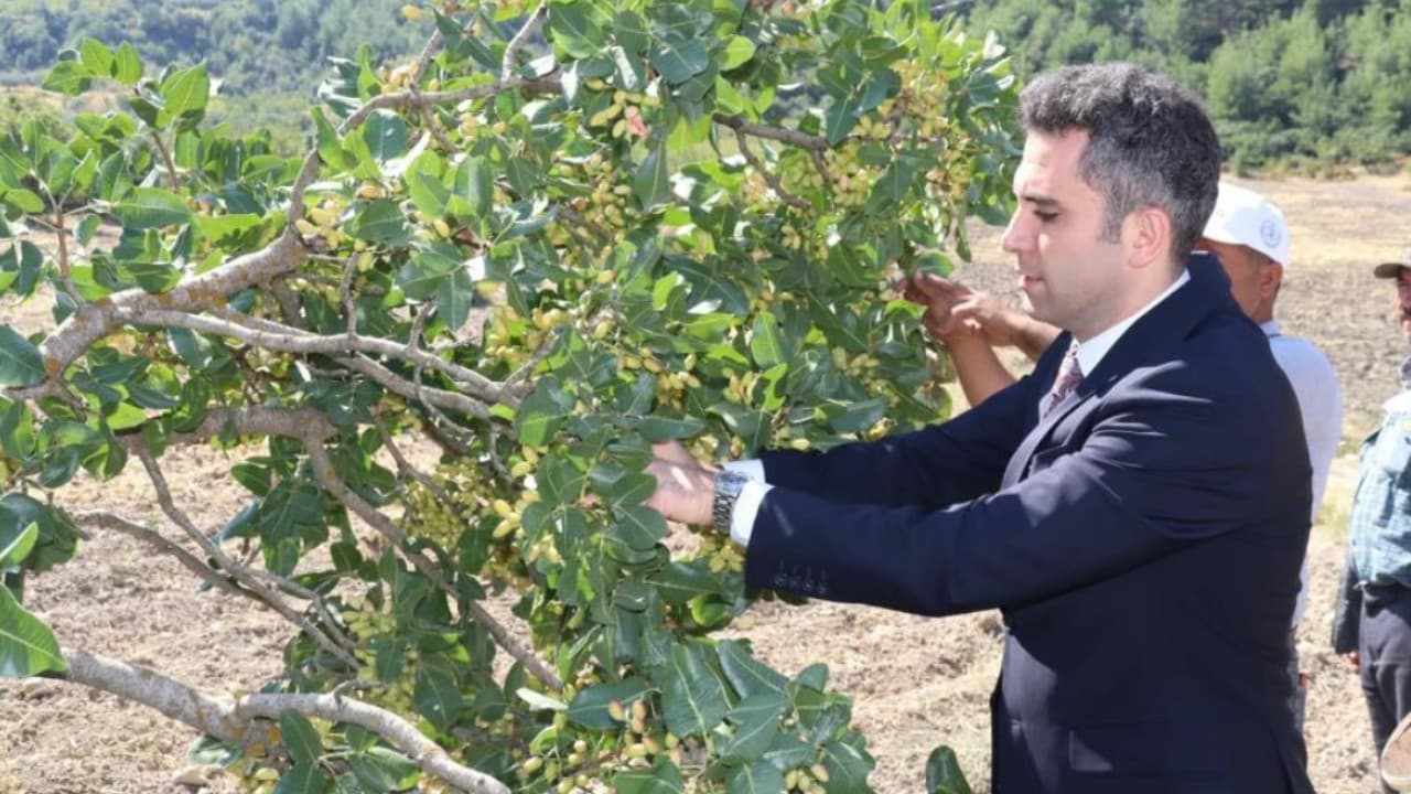 'Yeşil Altın'da hasat başladı: İlçenin yeni gelir kapısı oldu