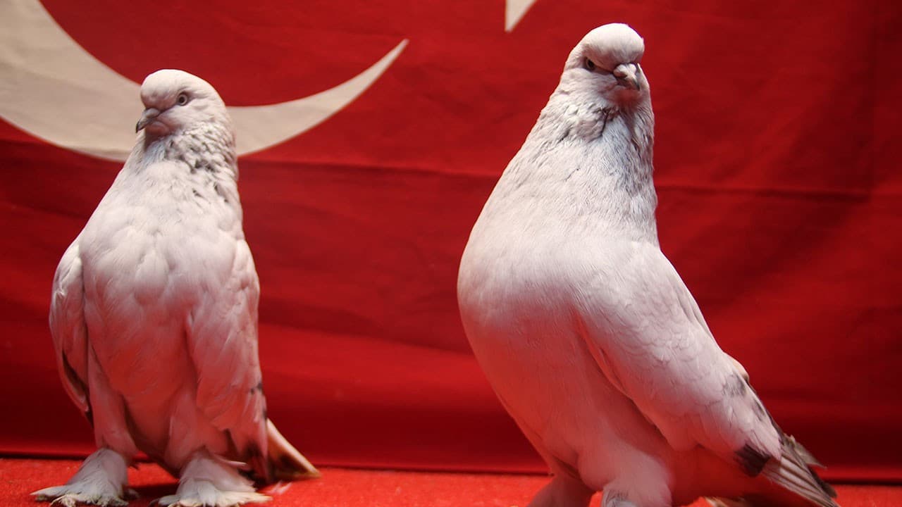 Kümese çelik kapı, önüne Belçika kurdu! 800 bin liralık güvercinlerine 24 saat koruma