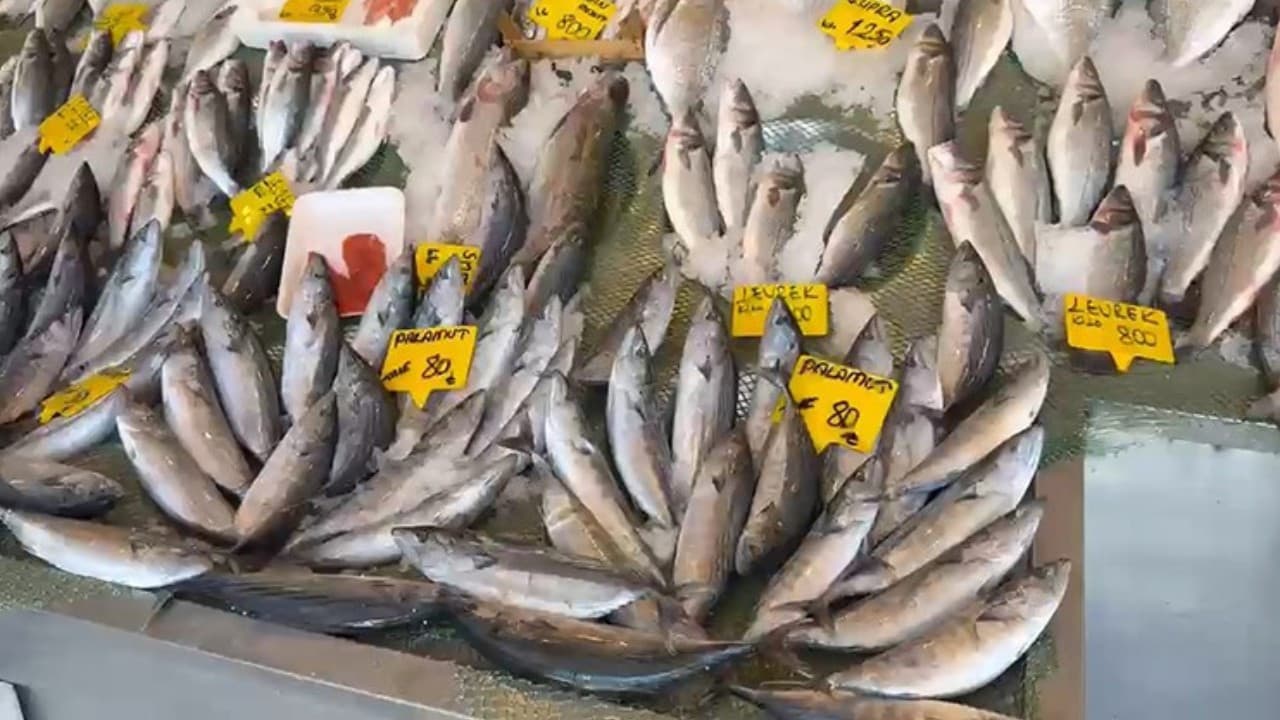 25 yıl sonra denizlerde aynı bolluk: Fiyatı yüzleri güldürdü