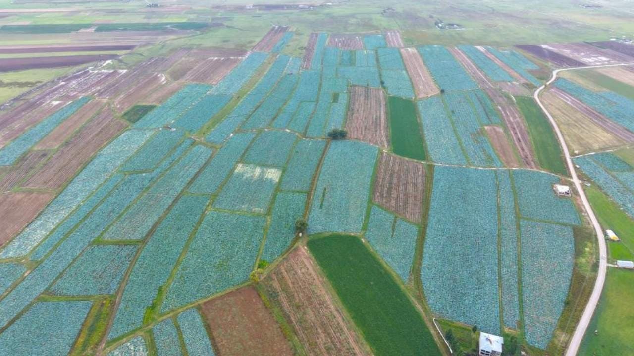 Tarlada tanesi 150 liradan satılıyor: Türkiye'nin dört bir yanına gönderiliyor